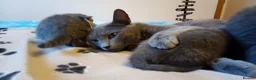Russian Blue cats for sale: Russian Blue kittens for sale 2 Boys and 2 Girls - Advert 7