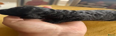Cockapoo 1