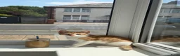 Mixed Breed cats for sale: Tabby kitten  - Advert 4