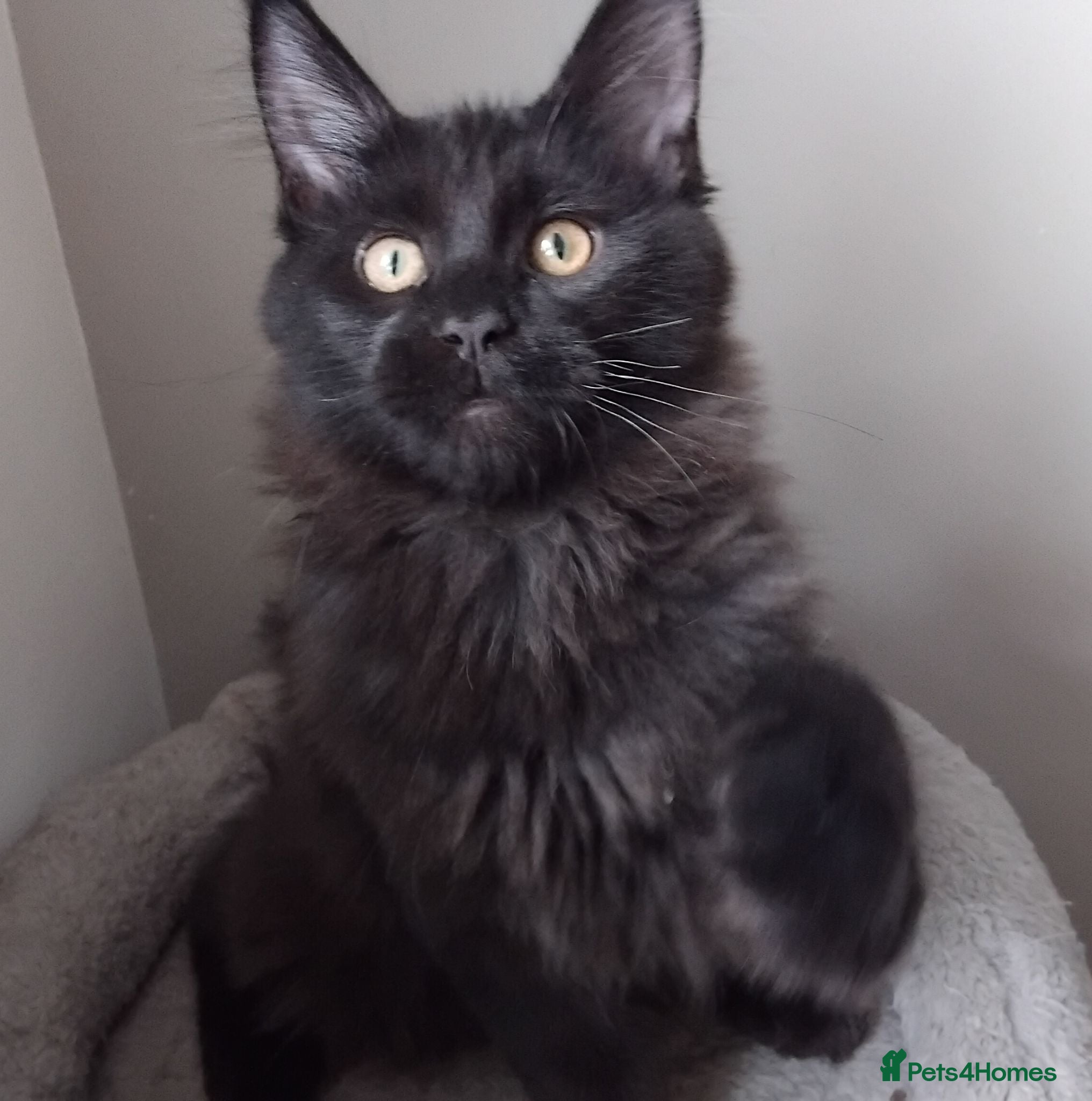 Maine Coon cats Black smoke big size registered  maine coon kitten - Advert 9