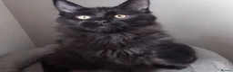 Maine Coon cats for sale: Black smoke big size registered  maine coon kitten - Advert 1