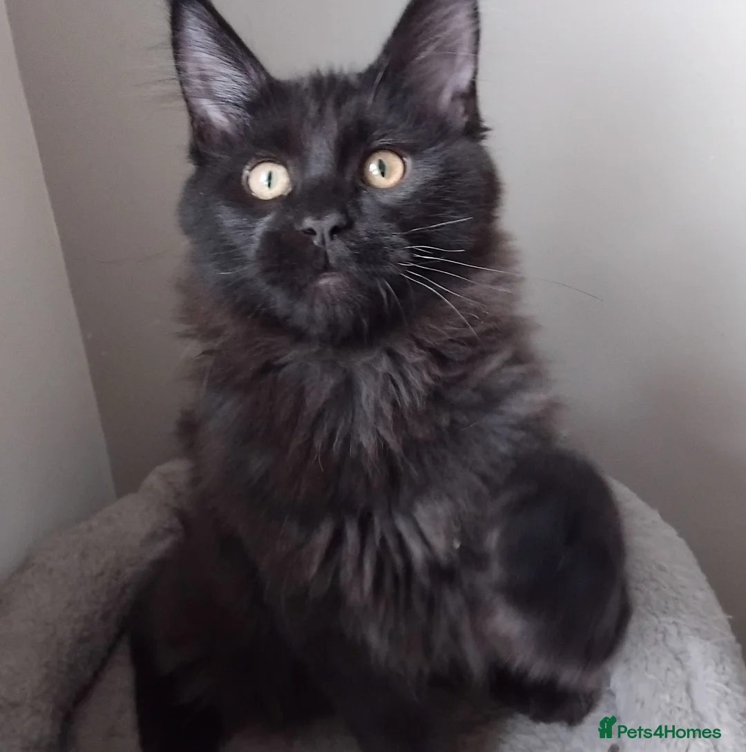 Maine Coon cats for sale: Black smoke big size registered  maine coon kitten - Advert 1