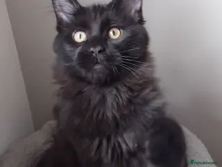 Maine Coon cats Black smoke big size registered maine coon kitten - Advert 1