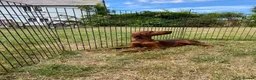 Irish Setter dogs for sale: One Boy available- KC Irish Setter Puppies - Advert 14