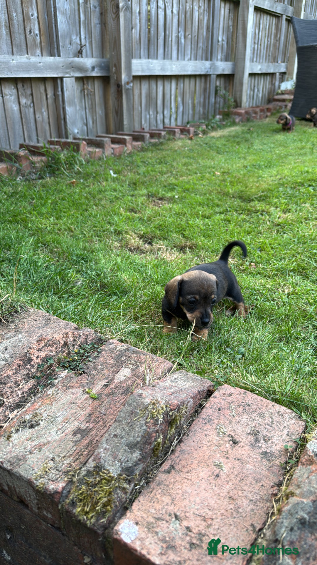 Dachshund dogs for sale: 🐾 Beautiful wired haired Dachshund Puppies - Image 21