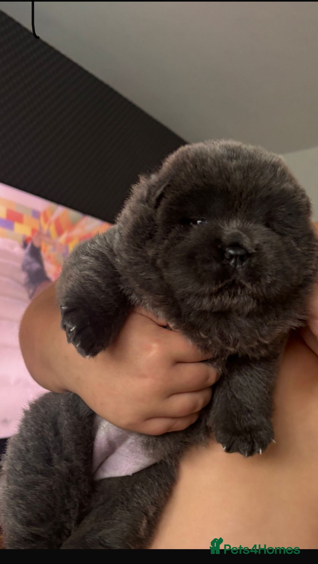 Chow Chow dogs for sale: Beautiful blue chow chow litter 💙 - Image 17