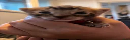 Bengal cats for sale: Bengal kittens for sale  in London - Advert 4