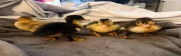Ducks poultry for sale: Fertilised duck eggs  in Rochester - Advert 8