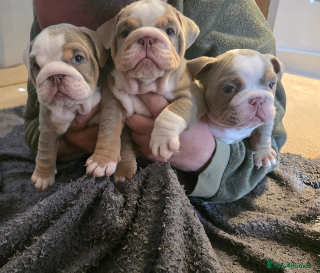 English Bulldog dogs for sale: 3 beautiful tri colour female bull dogs - Advert 11