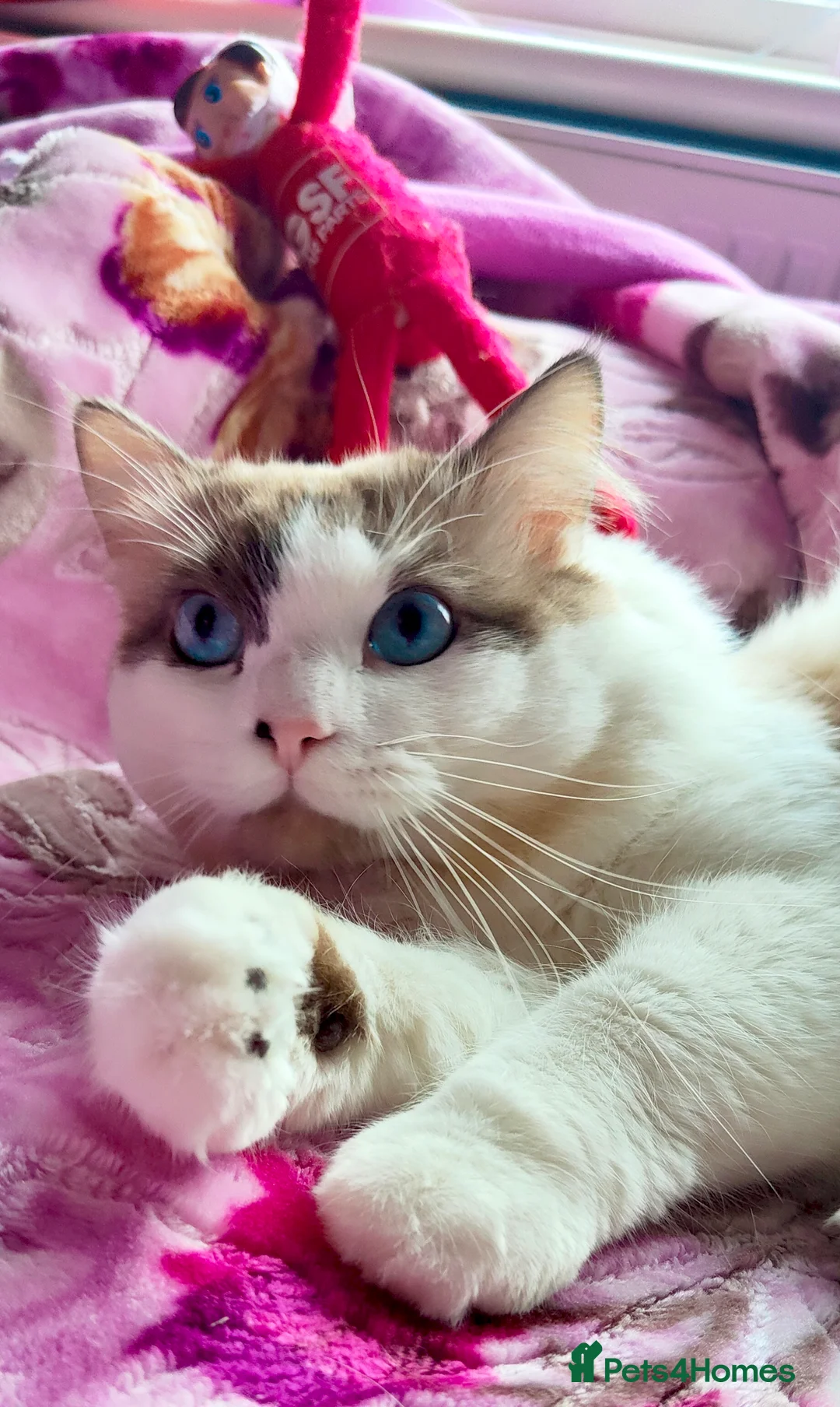 Ragdoll cats for stud: BiColour Ragdoll Available for Stud - Advert 3