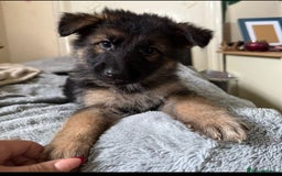 German Shepherd dogs for sale: 6 beautiful long haired German Shepards for sale! - Image 1