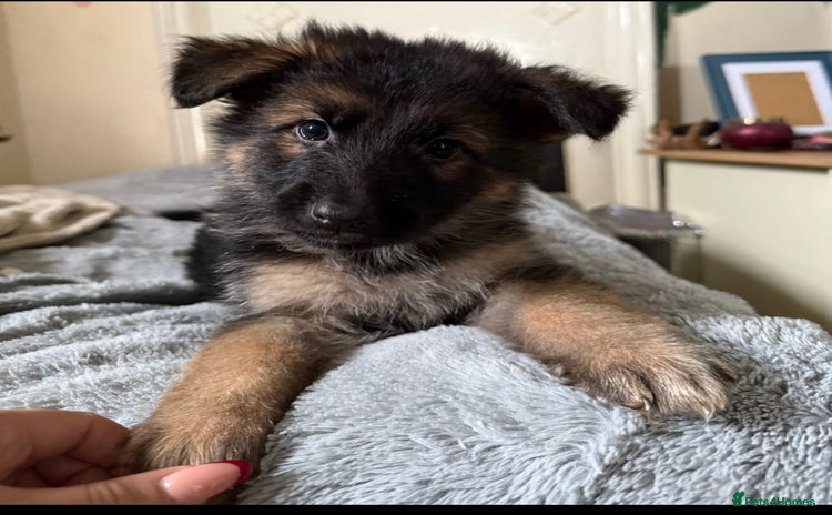 German Shepherd dogs - Advert 4