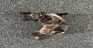 Mixed Breed cats - Advert 3