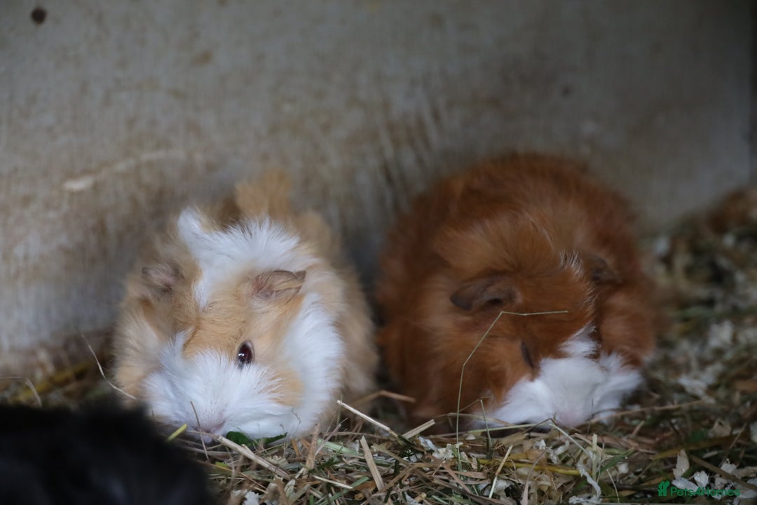 Guinea Pig rodents for sale: Peruvian Baby Boars  for Sale  - Image 2