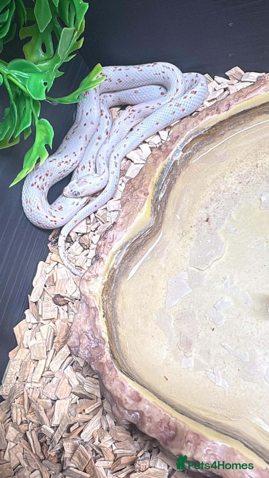 Corn Snake reptiles Corn snake  - Advert 1