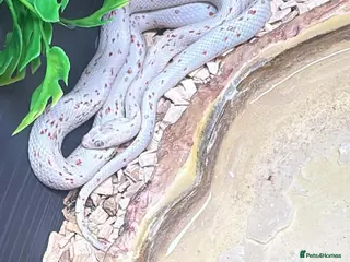 Corn Snake reptiles Corn snake - Advert 1