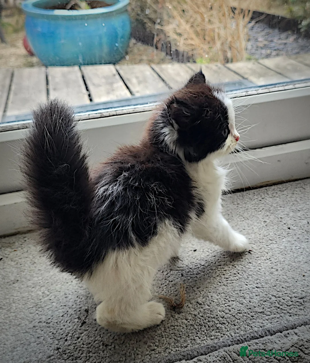 Mixed Breed cats for sale: 3 Beautiful Female Long-Haired Kittens,8 Weeks Old in Bracknell - Advert 2