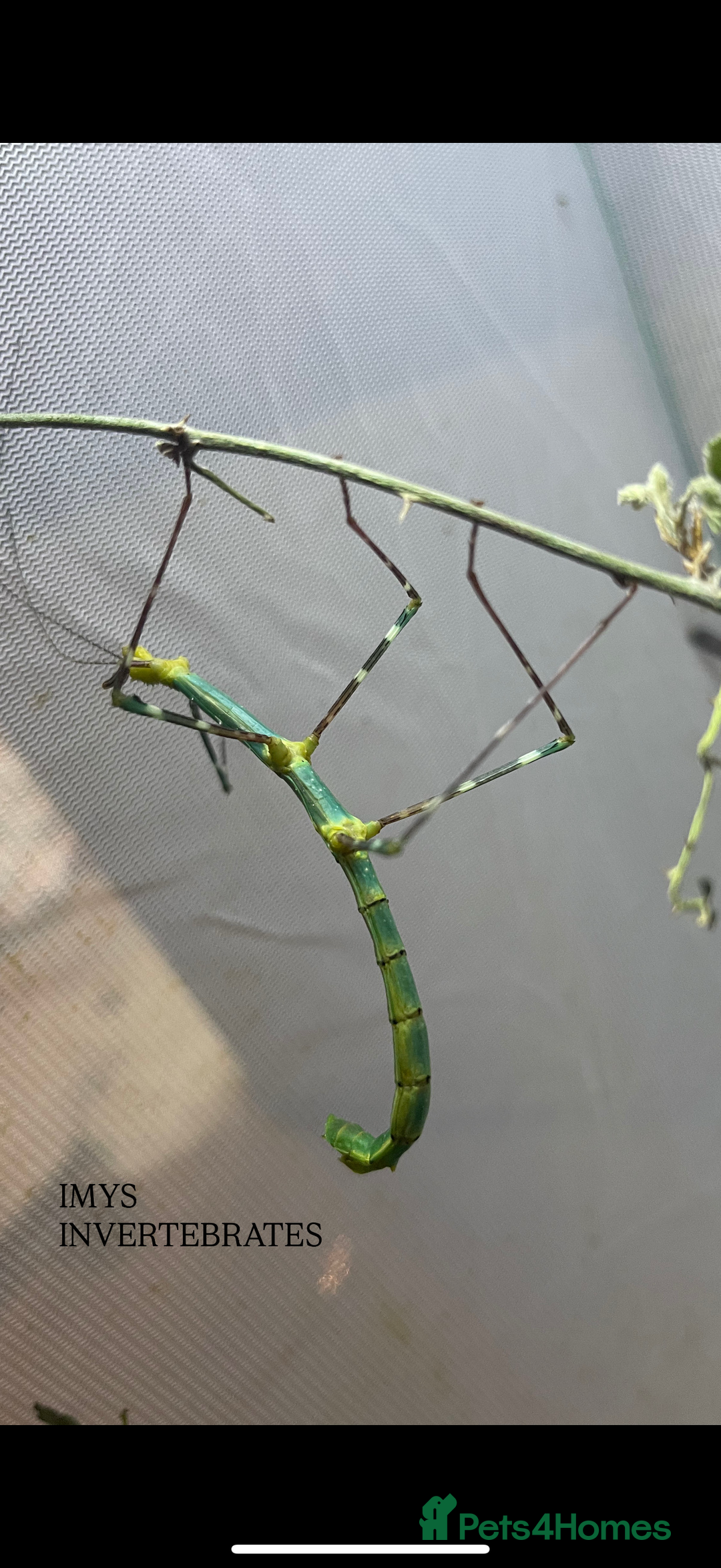 Stick Insects invertebrates for sale: X2 PELENG STICK INSECTS HAPPY TO SHIP - Advert 2