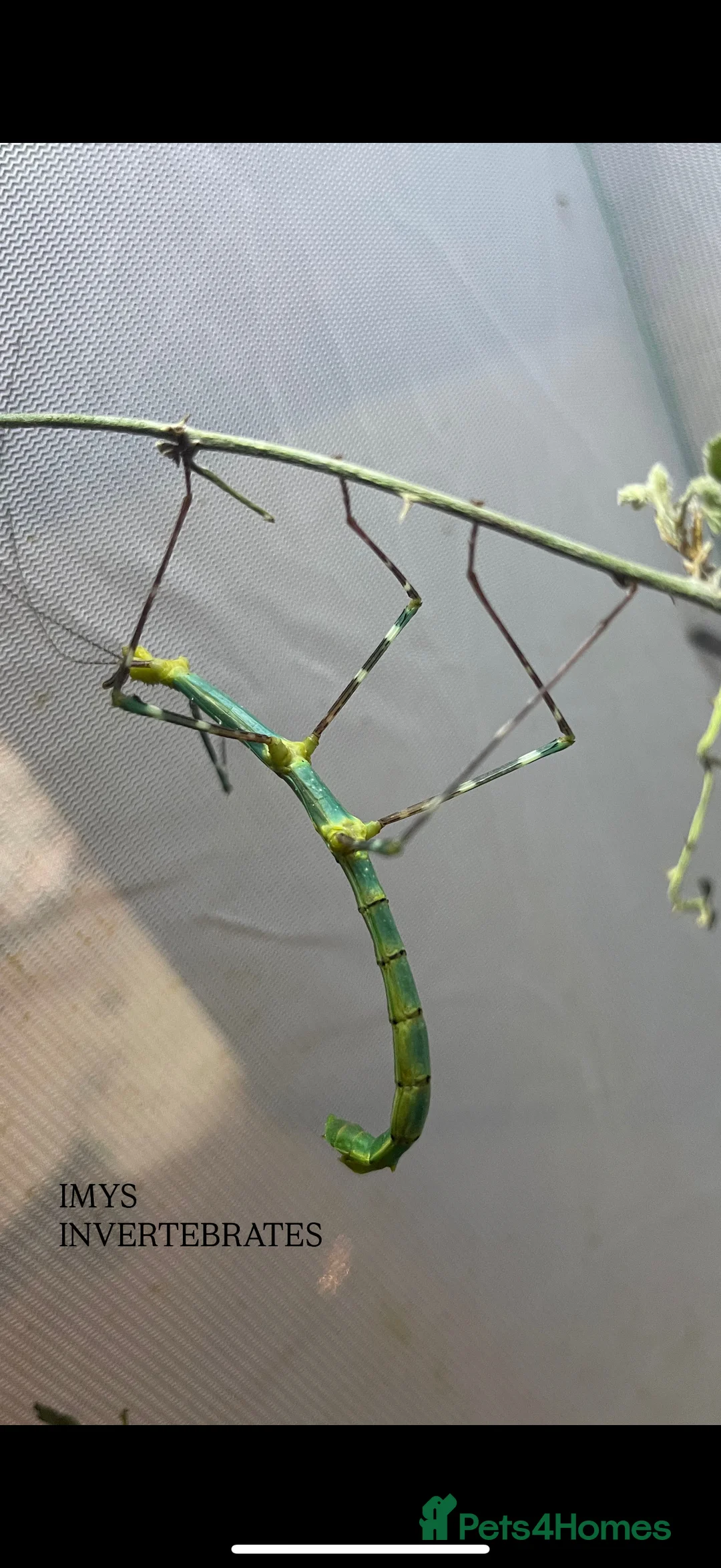 Stick Insects invertebrates for sale: X2 PELENG STICK INSECTS HAPPY TO SHIP - Advert 2