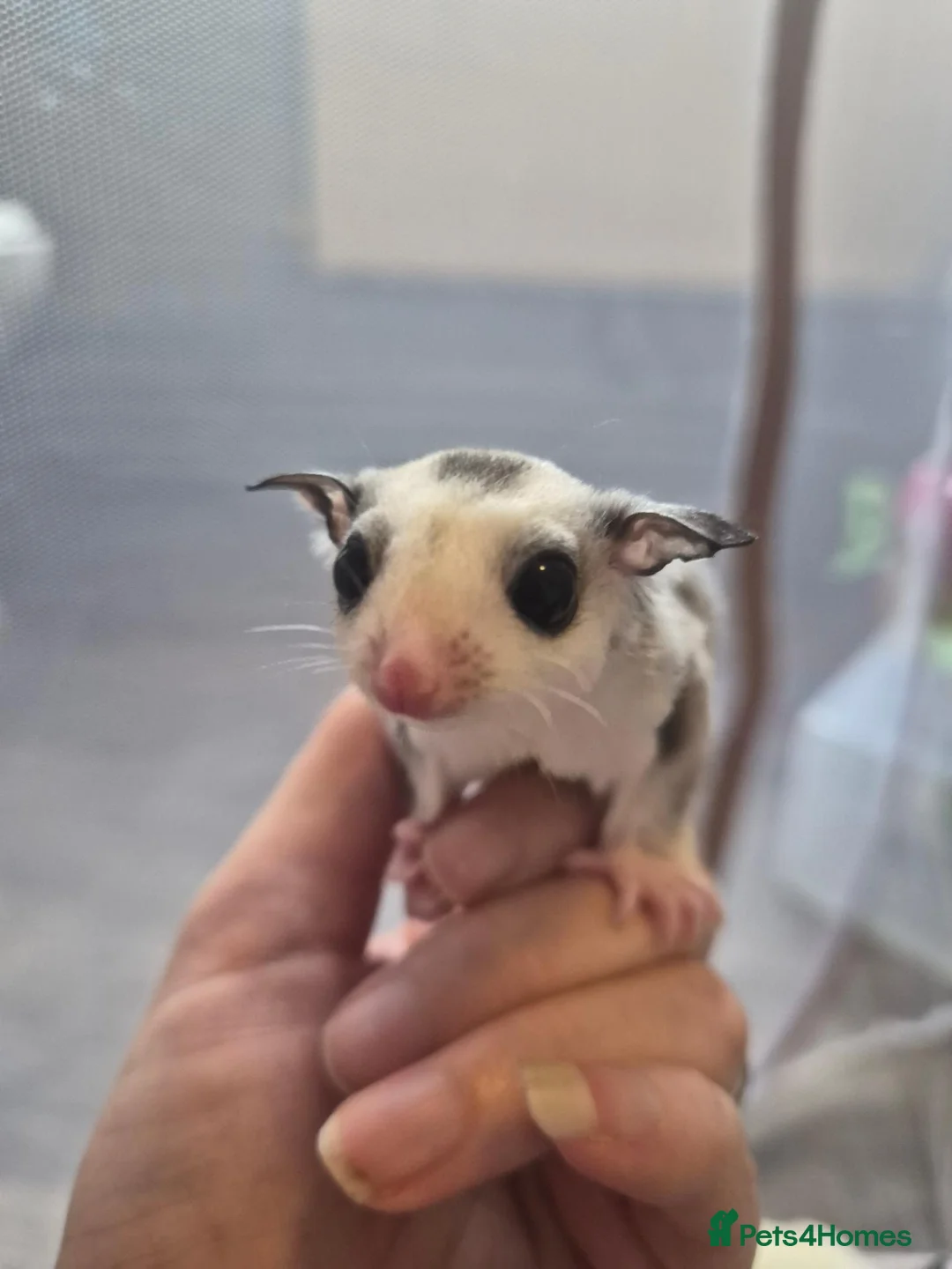 Sugar Glider rodents for sale: Male ringtail mosaic ready to reserve  - Advert 2