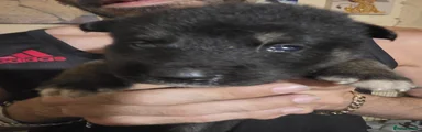 Shepsky Puppy 1