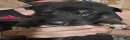 Shepsky dogs for sale: 9 shepsky puppies  - Advert 37