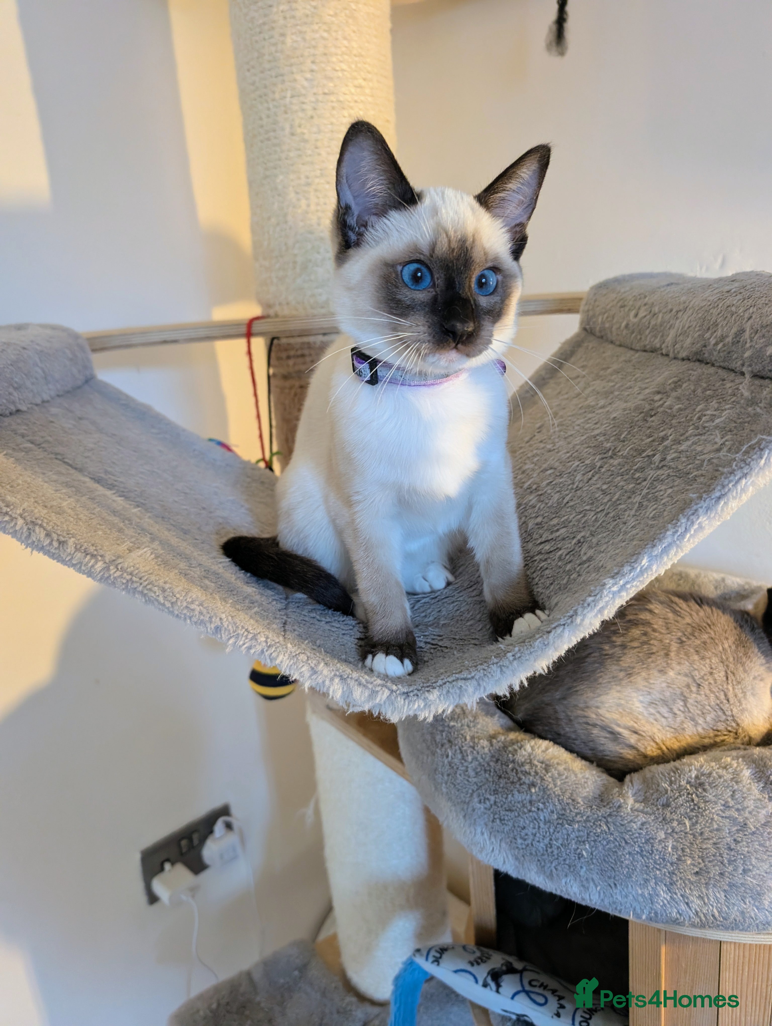 Ragdoll cats 1 Beautiful Female Kitten Available - Ready Now💜 - Advert 4