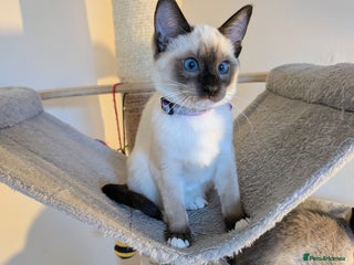 Ragdoll cats 1 Beautiful Female Kitten Available - Ready Now💜 - Advert 16