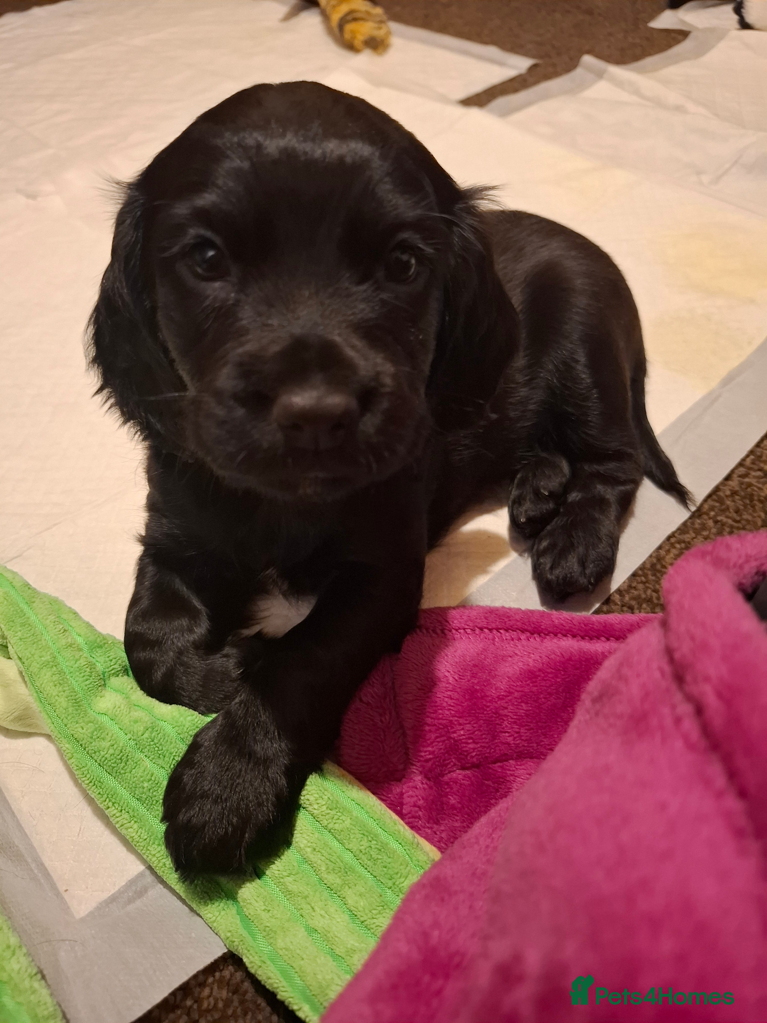 Cocker Spaniel dogs KC Registered Working Cocker Spaniel Puppies - Advert 1