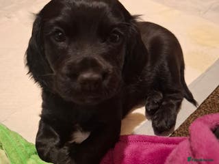 Cocker Spaniel dogs KC Registered Working Cocker Spaniel Puppies - Advert 4