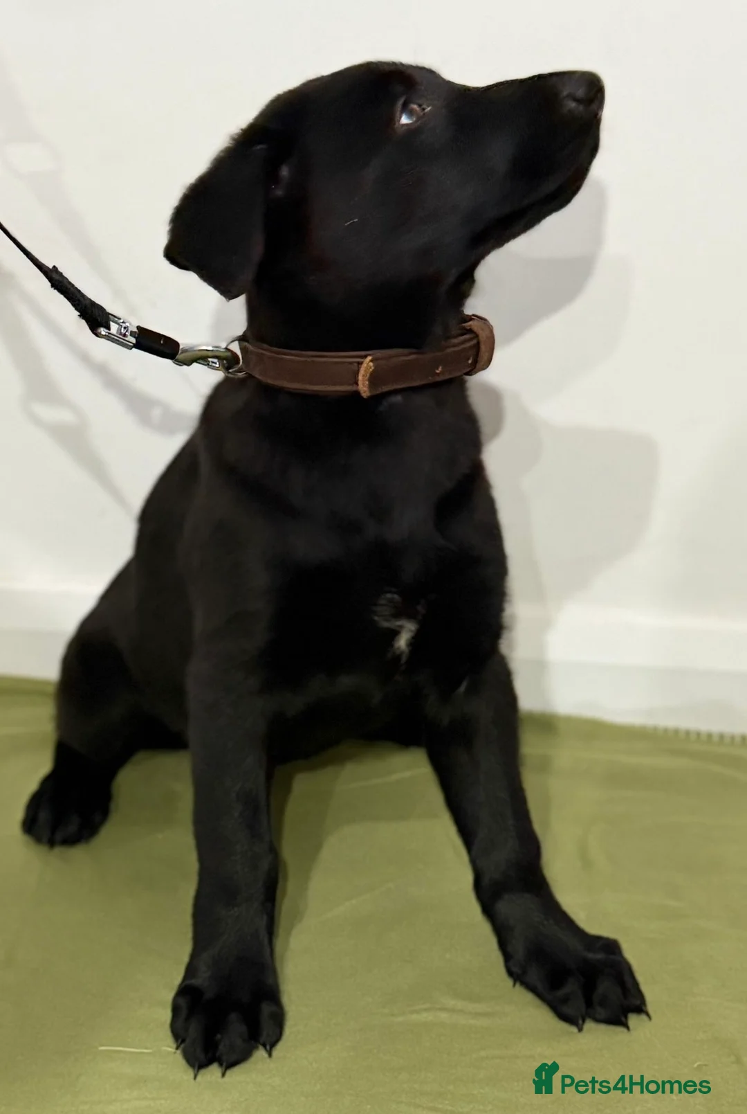 German Shepherd dogs for sale: DDR Working Line GSD Puppies Rare Working Lines - Advert 29