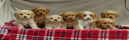 Cavapoochon dogs for sale: BEAUTIFUL CAVAPOOCHON PUPPIES - Advert 2