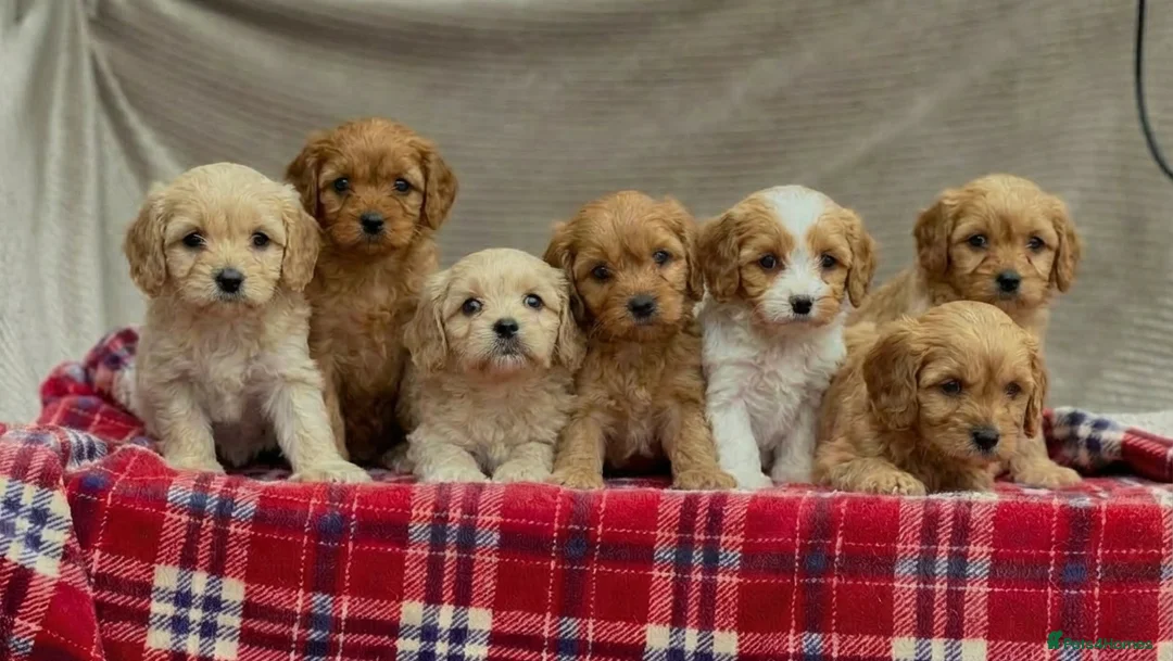 Cavapoochon dogs for sale: BEAUTIFUL CAVAPOOCHON PUPPIES - Advert 2