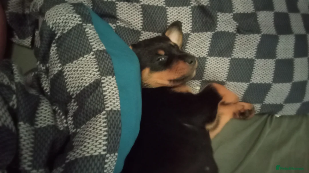 Rottweiler dogs for sale: Chunky full rottie pups  - Advert 1