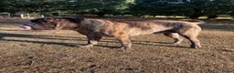 Bullmastiff dogs for stud: Bullmastiff stud not for sale - Advert 5