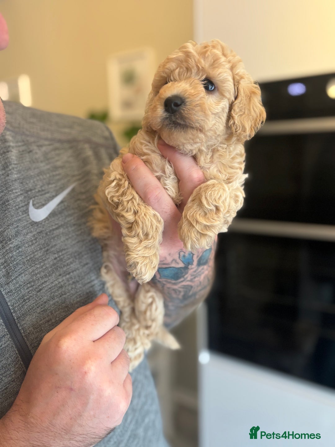 Toy Poodle dogs for sale: 🐾Tiny Toy poodle boy puppy last one🐾 - Advert 9