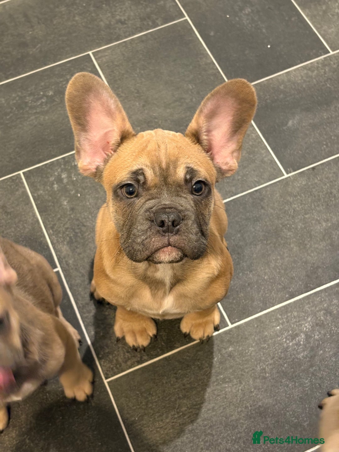 French Bulldog dogs for sale: French bulldog - Advert 4