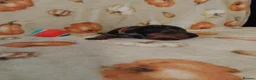 Miniature Dachshund dogs for sale: Miniat Dachshund puppy READY TO LEAVE  - Advert 25