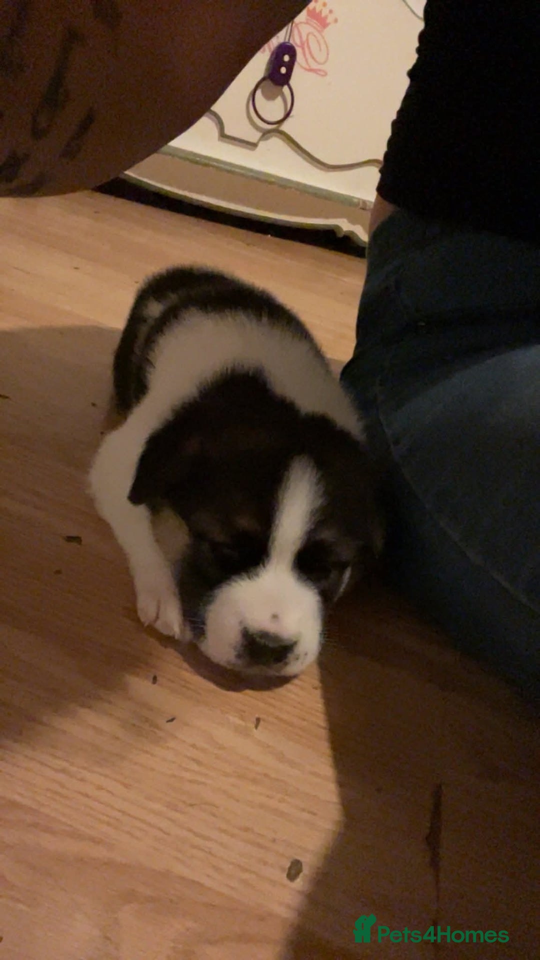 Mixed Breed dogs for sale: Beautiful female pups  - Image 2