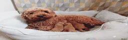 Cavapoo dogs for sale: Cute and cuddly F1B Cavapoos - Advert 15