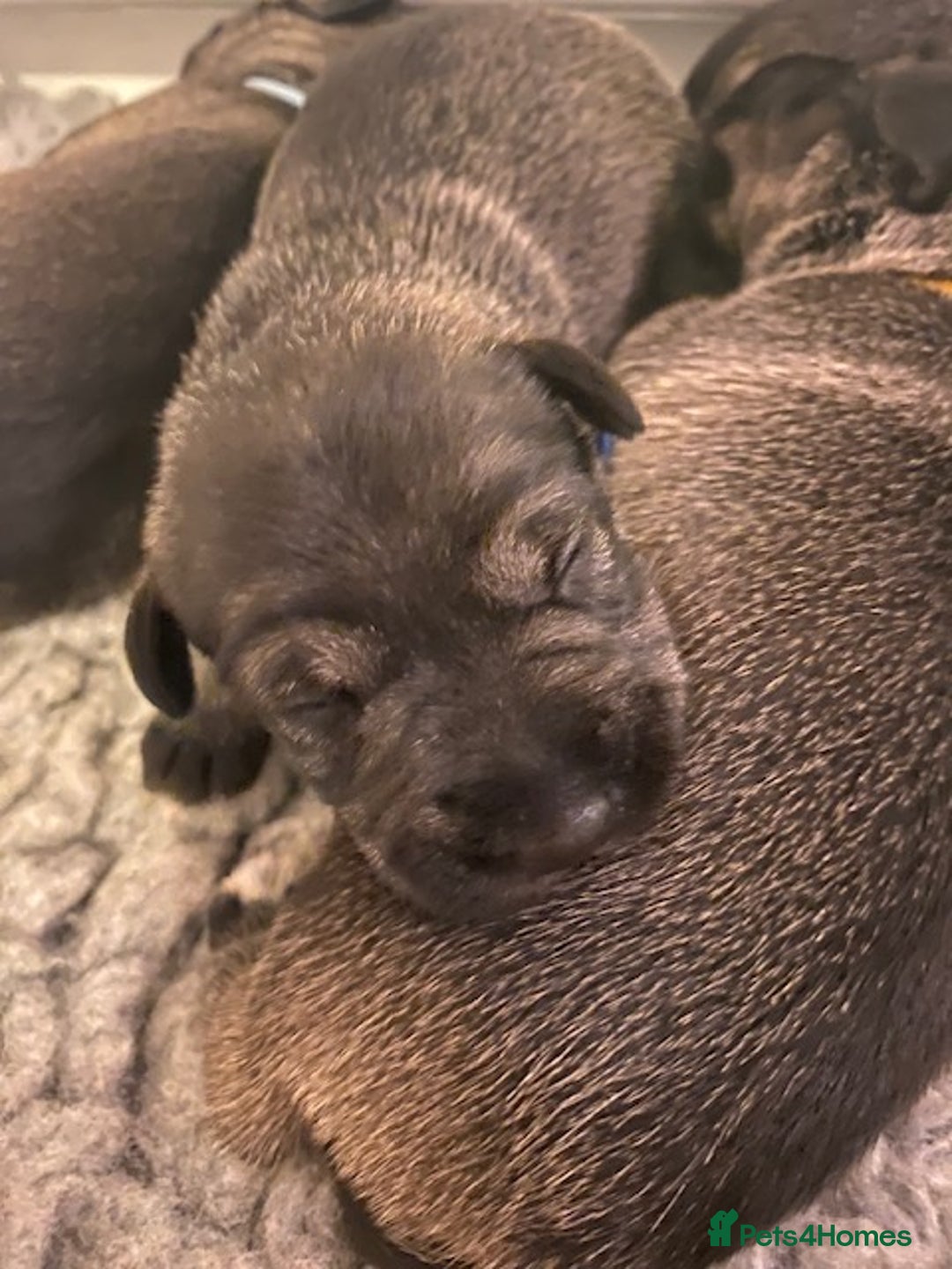 Schnauzer dogs for sale: Kennel Club registered puppies  - Advert 12