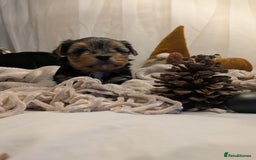 Yorkshire Terrier dogs for sale: 4 week old miniature Yorkshire terriers, 7 males  - Image 9