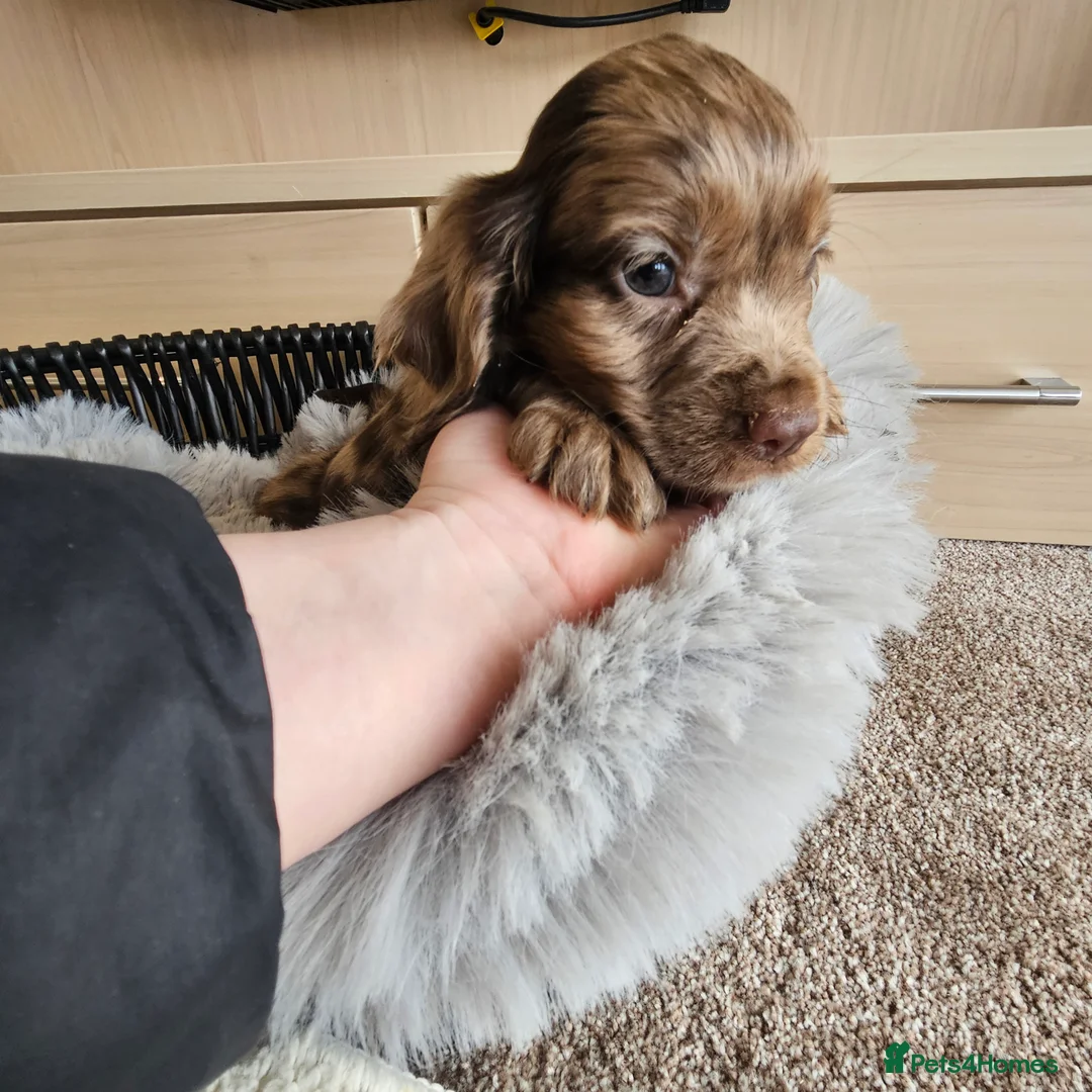 Cocker Spaniel dogs for sale: Working Type Cocker Spaniels - Advert 24