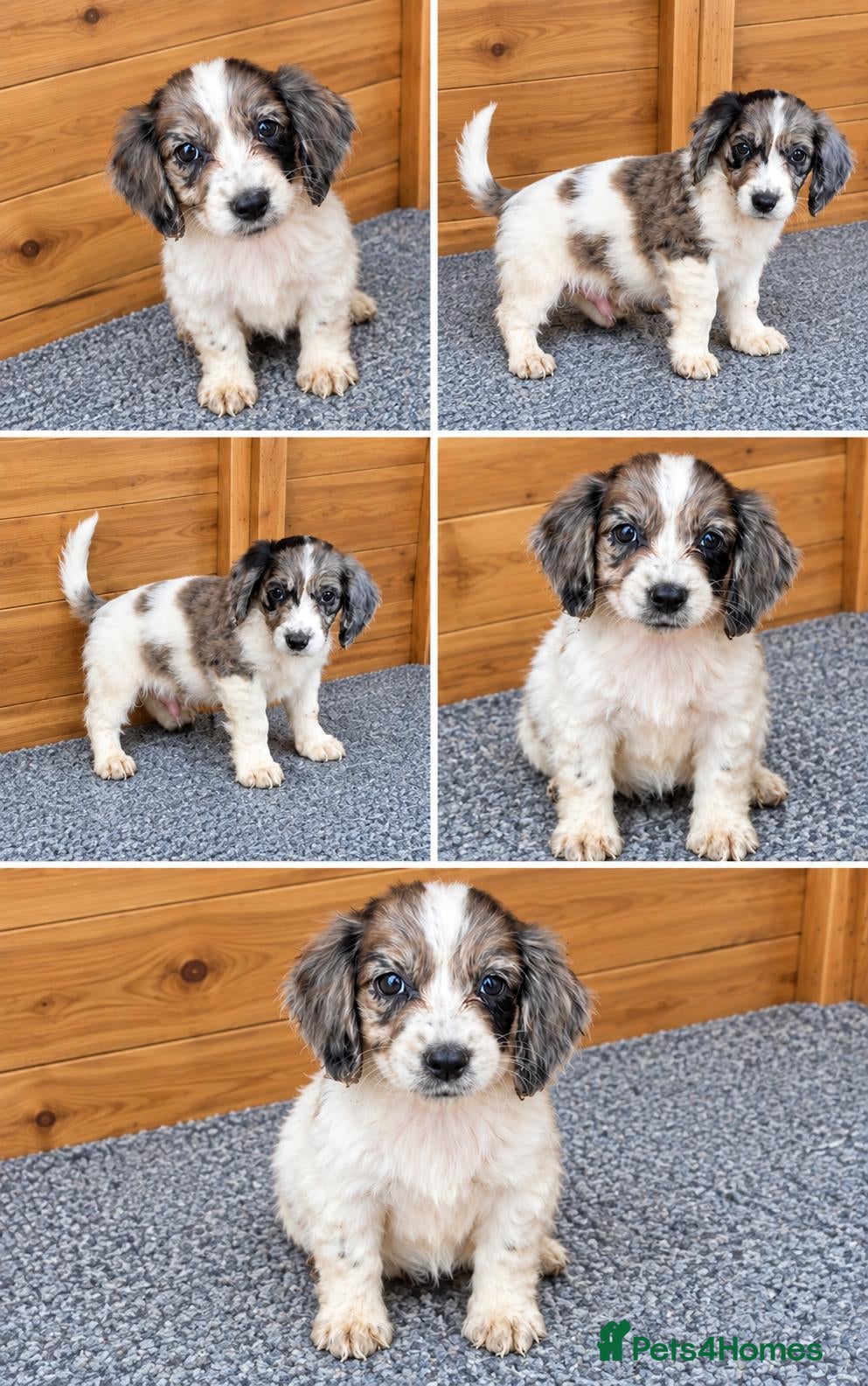 Cocker Spaniel dogs Working cocker spaniel onlt 1 left - Advert 2
