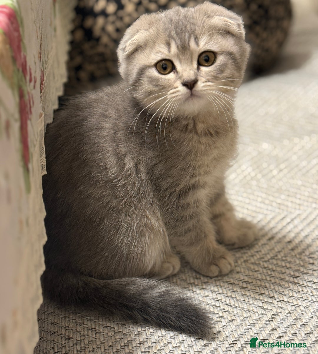 Scottish Fold cats for sale: Adorable Scottish Fold Girl Kitten 🐾 - Advert 3