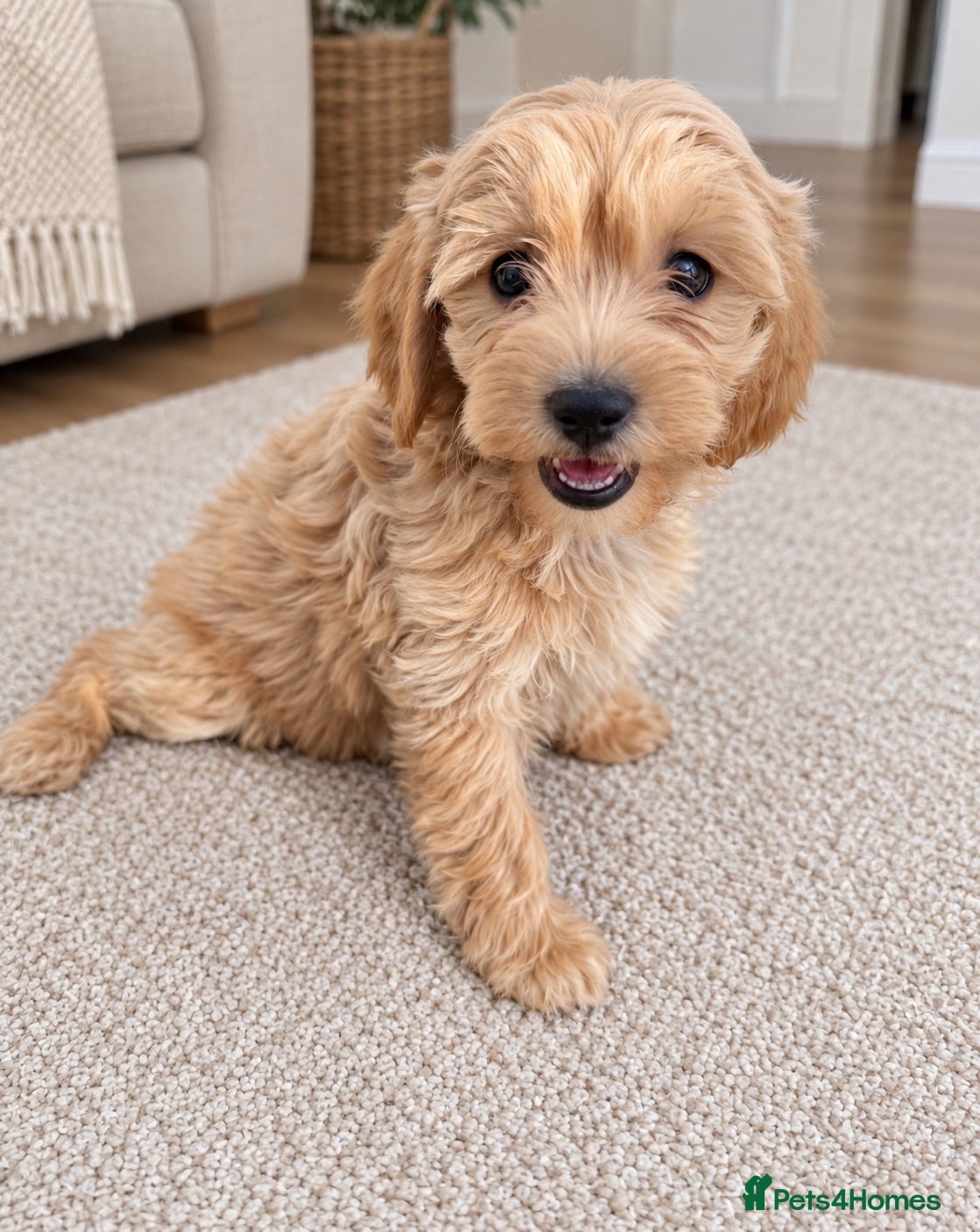 Cavapoo dogs Adorable Cavapoo puppies PRA CLEAR! READY TO GO! - Advert 16