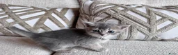 British Shorthair cats for sale: Beautiful British Shorthair Kittens  - Advert 7