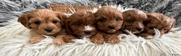 Cavapoo dogs for sale: EXCEPTIONAL EXTENSIVELY HEALTH TESTED CAVAPOOS  - Advert 16
