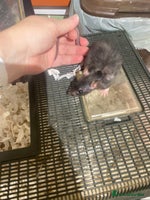 Rat rodents - Advert 6