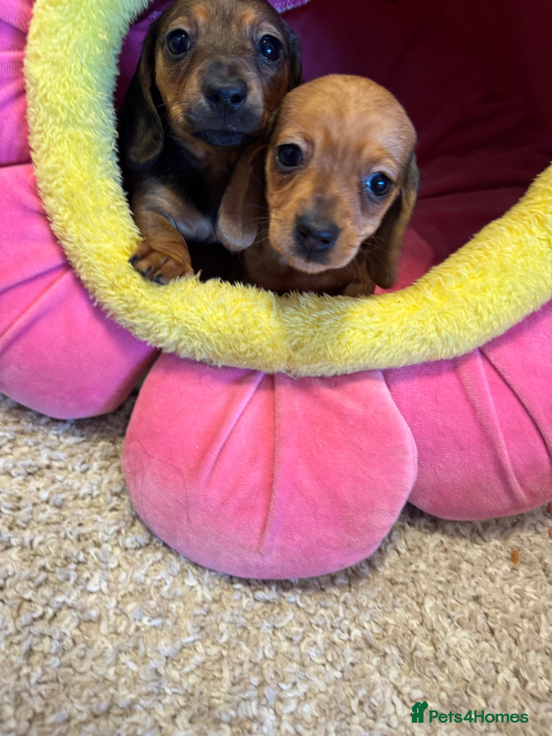 Miniature Dachshund dogs for sale: ✨ Tiny gorgeous puppy girl Mini dachshund  ✨ - Image 8